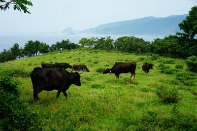 アットホームで温かい ハートアイランド黒島 沖縄旅行 沖縄ツアー 格安国内ツアー 激安国内旅行のしろくまツアー