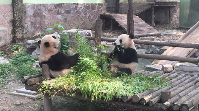 上海動物園