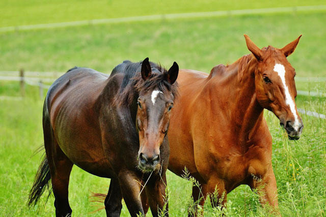 大自然の中でカワイイ馬と触れ合おう！