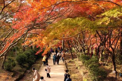 紅葉 竈門神社 絶景 モミジのトンネル 九州旅行 九州ツアー 格安国内ツアー 激安国内旅行のしろくまツアー