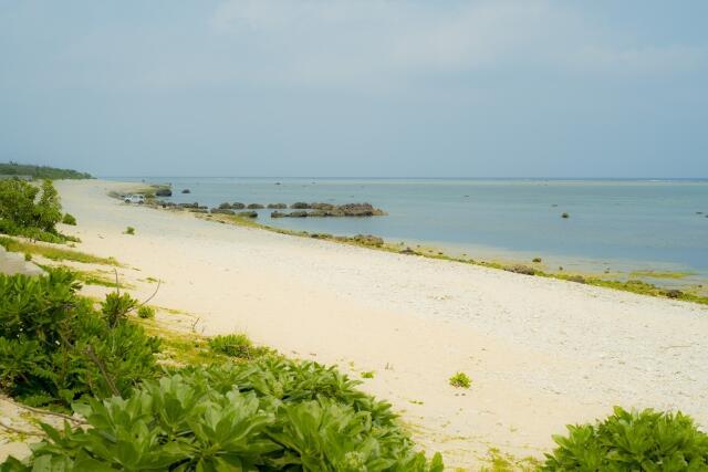 石垣島でアオサンゴを見よう