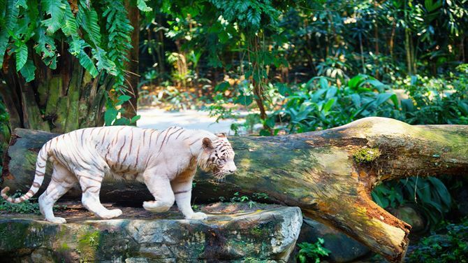 世界一番美しい動物園！？「シンガポール動物園」